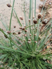 Fimbristylis quinquangularis quinquangularis