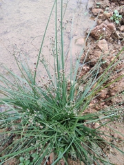 Fimbristylis quinquangularis quinquangularis