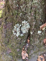 Ricasolia quercizans