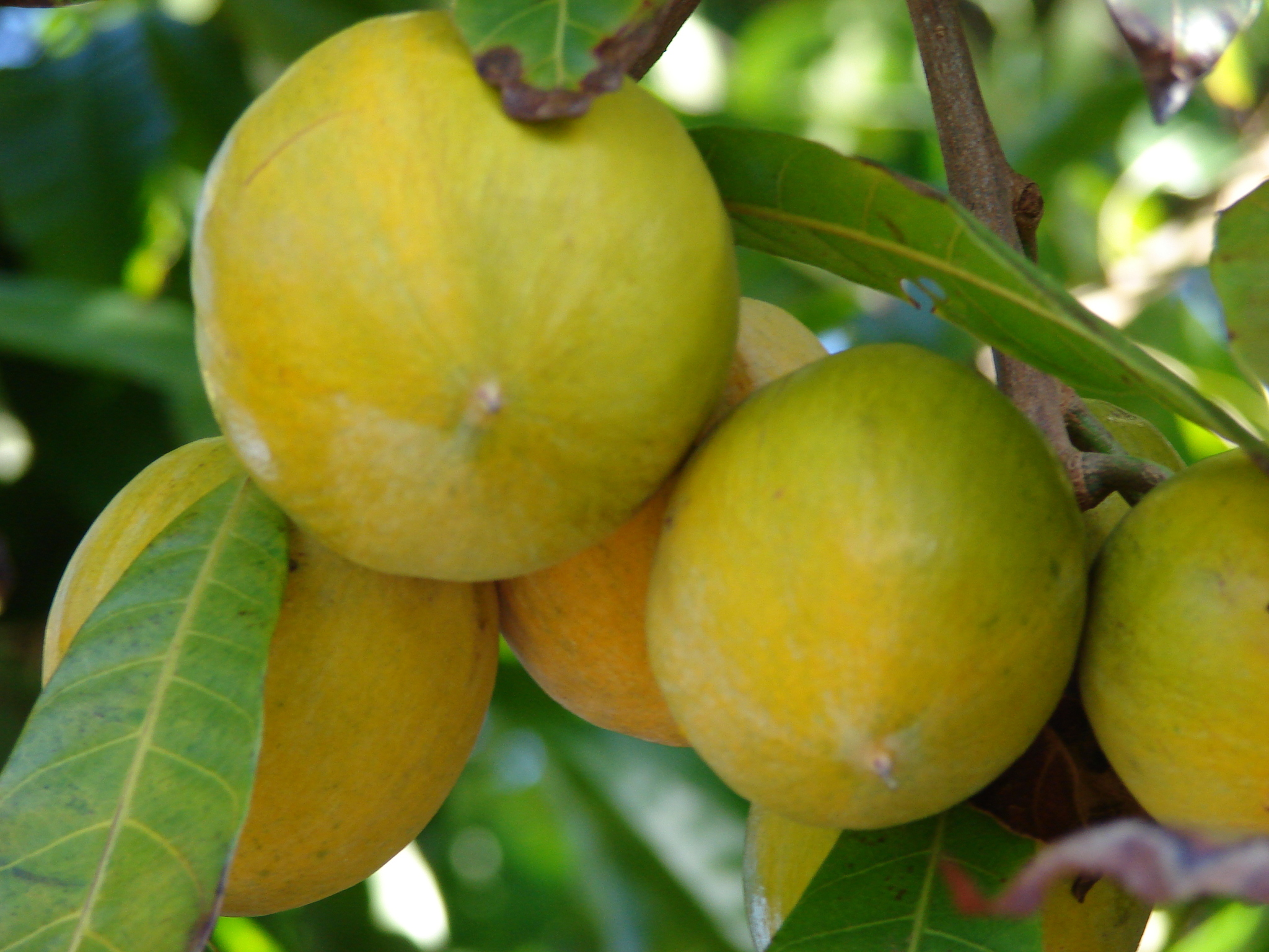 Pouteria campechiana