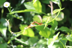 Neurothemis ramburii