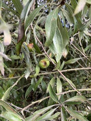 Pyrus salicifolia