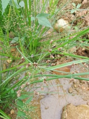 Fimbristylis quinquangularis quinquangularis