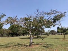 Hymenaea courbaril