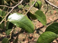 Hymenaea courbaril