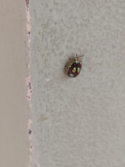 Charidotis ocularis