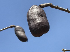 Hymenaea courbaril