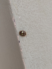 Charidotis ocularis