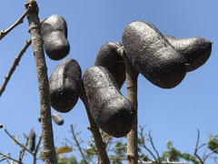 Hymenaea courbaril