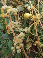 Cuscuta chinensis