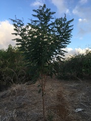 Azadirachta indica image