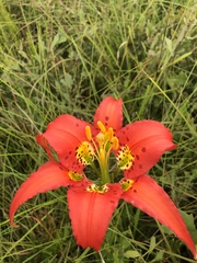 Lilium catesbaei image