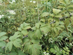 Rubus coreanus