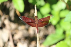 Neurothemis ramburii