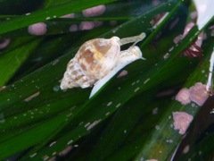 Amphissa versicolor
