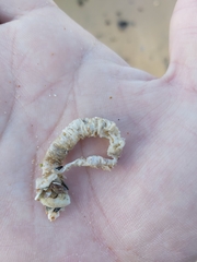 Diopatra dentata