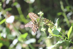 Graphium agamemnon