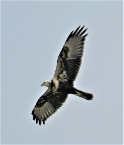 Eastern Marsh Harrier
