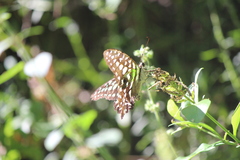 Graphium agamemnon