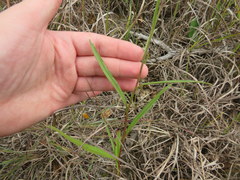 Symphyotrichum laeve concinnum