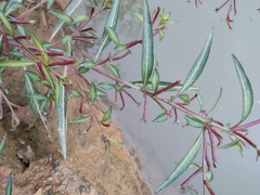 Ludwigia prostrata