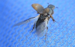 Melinopterus prodromus