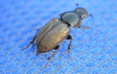 Melinopterus prodromus