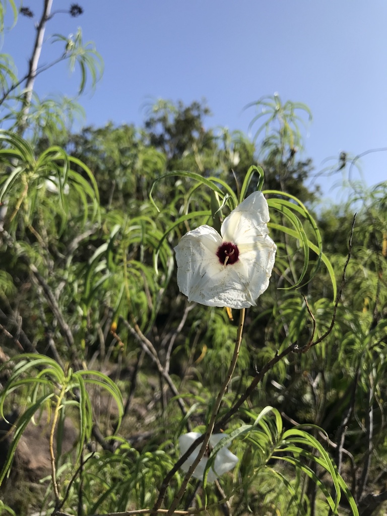 Ipomoea chilopsidis