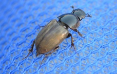 Melinopterus prodromus