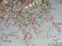 Ludwigia prostrata