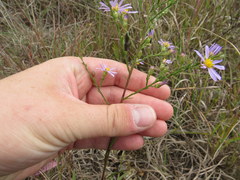 Symphyotrichum laeve concinnum