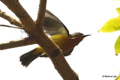 Chalcoparia singalensis