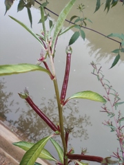 Ludwigia prostrata