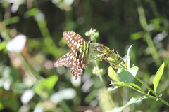 Graphium agamemnon