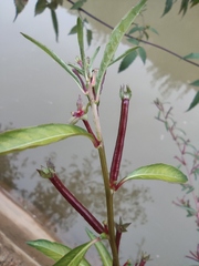 Ludwigia prostrata