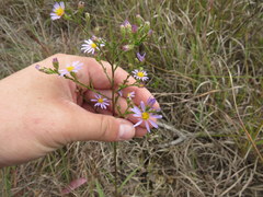 Symphyotrichum laeve concinnum