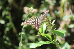 Graphium agamemnon