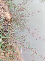 Ludwigia prostrata