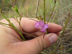 Agalinis aspera