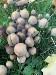 Coprinellus micaceus
