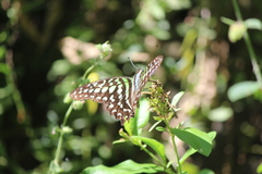 Graphium agamemnon