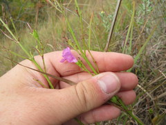 Agalinis aspera