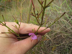 Agalinis aspera
