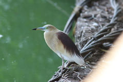Ardeola grayii