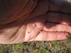 Eragrostis trichodes