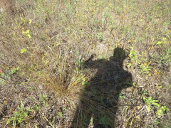 Eragrostis trichodes