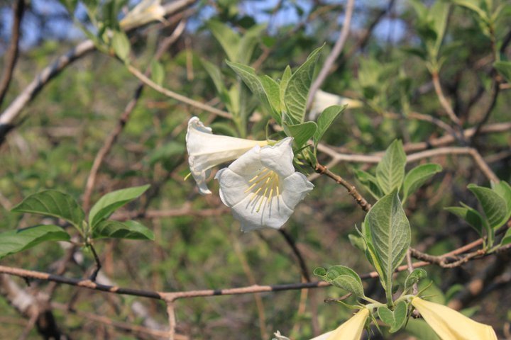 Hintonia latiflora from APFF Boquerón de Tonalá on May 21, 2011 by