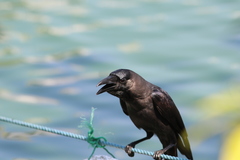 Corvus splendens