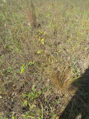 Eragrostis trichodes