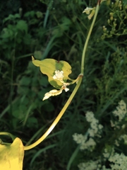 Reynoutria multiflora